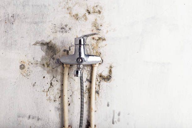 Best Basement Mold Remediation in Thonotosassa, FL