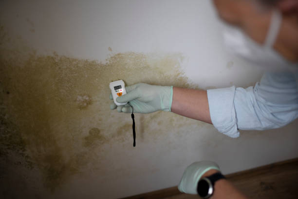 Best Black Mold Remediation in Thonotosassa, FL