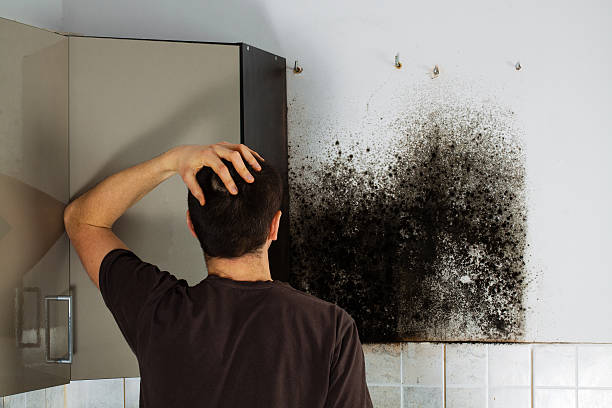 Best HVAC Mold Remediation in Thonotosassa, FL