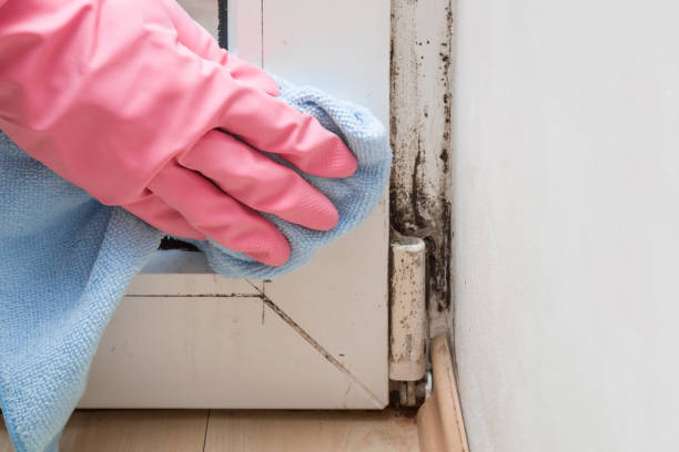 Professional Mold Remediation in Thonotosassa, FL